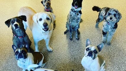 Dog day care in Marietta Georgia Little s Playhouse