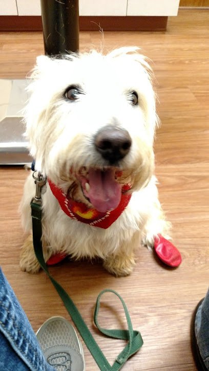 Dog day care in Marietta Georgia Montrose Animal Hospital