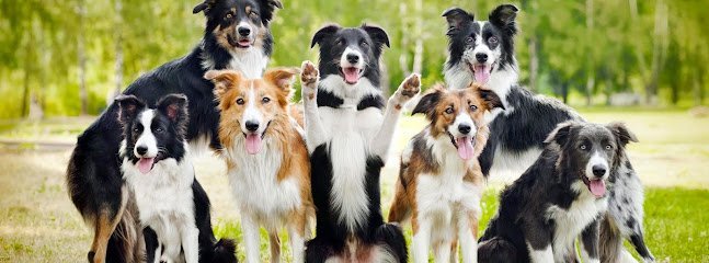 Dog day care in Marion Indiana Lucky Dog Boarding Kennel 1