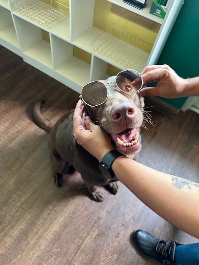 Dog day care in Marion Iowa Dog Star 1