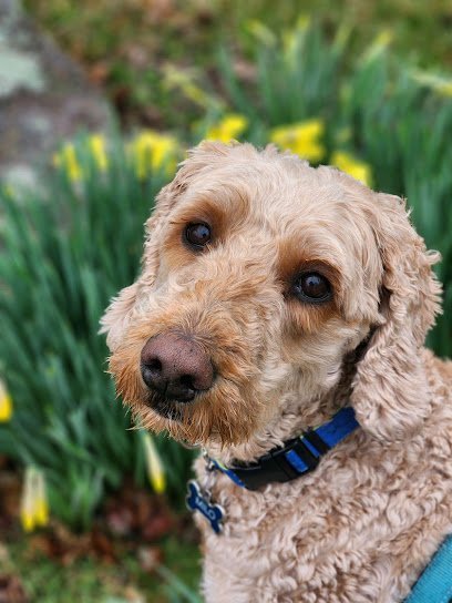 Dog day care in Marlborough Massachusetts Life is dog Inc 1