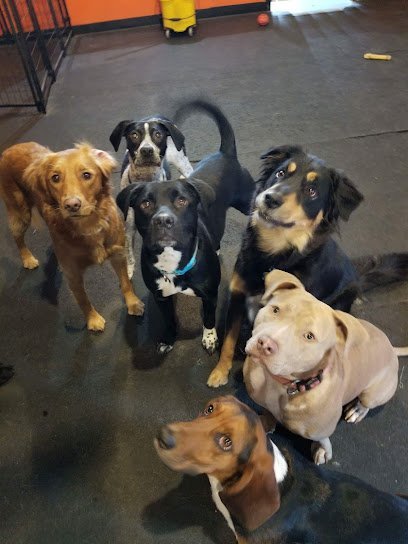 Dog day care in Marquette Michigan Poets Pet Parlor 1