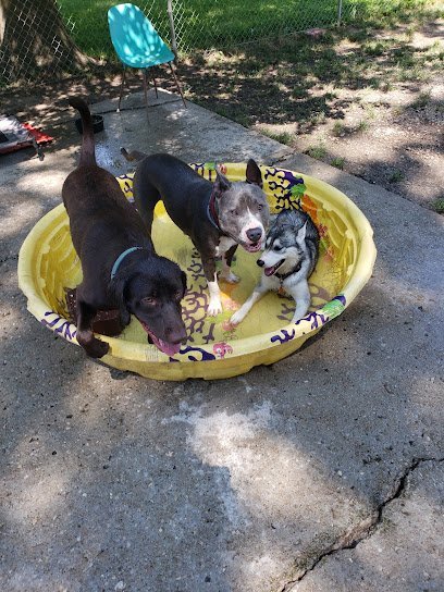 Dog day care in Marshall Missouri The Dog Den 1 1