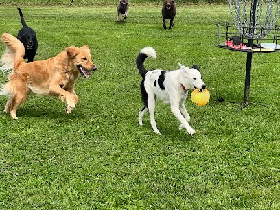 Dog day care in Marshalltown Iowa Paws Play 1