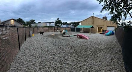 Dog day care in Marshfield Massachusetts Salty Dog Doggy Daycare 1