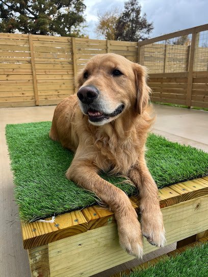 Dog day care in Marysville Ohio Parkside Pups 1