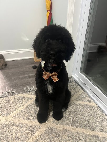 Dog day care in Marysville Ohio The Four Paws Resort 1