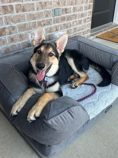 Dog day care in Maryville Tennessee MLK9 Dog Training 1