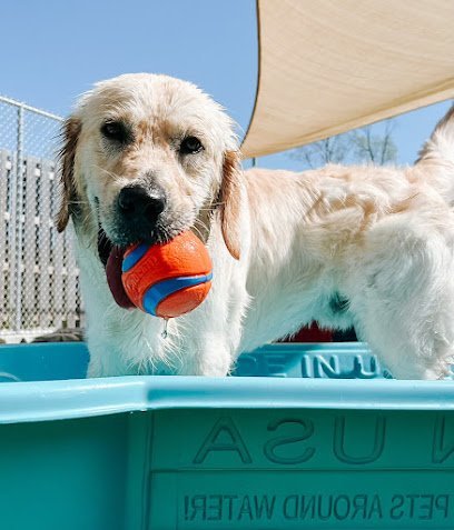 Dog day care in Mason Michigan Mitten Dog Company 1