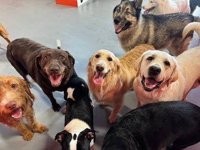 Dog day care in Massapequa New York Hounds Town Massapequa 1