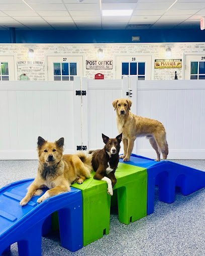 Dog day care in Matawan New Jersey Hounds Town Old Bridge 1
