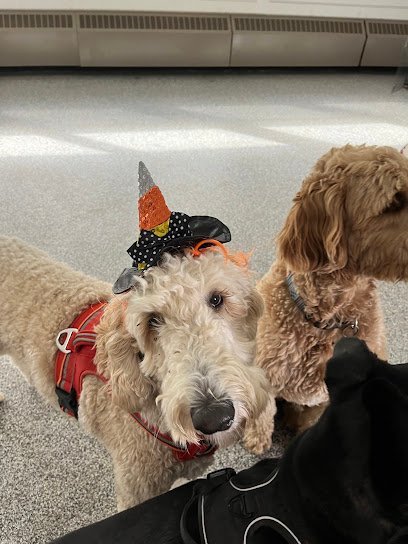 Dog day care in Mattoon Illinois The Doggie Depot 1