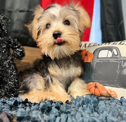 Dog day care in McAllen Texas Lucky Dog Spa LLC 1