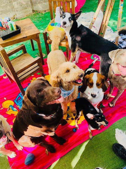 Dog day care in McAllen Texas Melissas pet services 1