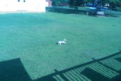 Dog day care in McDonough Georgia K 9 Vacation Destination