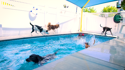 Dog day care in McKinney Texas 2nd Family Dogs 1