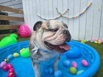 Dog day care in McKinney Texas Fetch Me Later 1