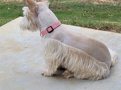 Dog day care in Mead Oklahoma Red River Pet Resort LLC 1