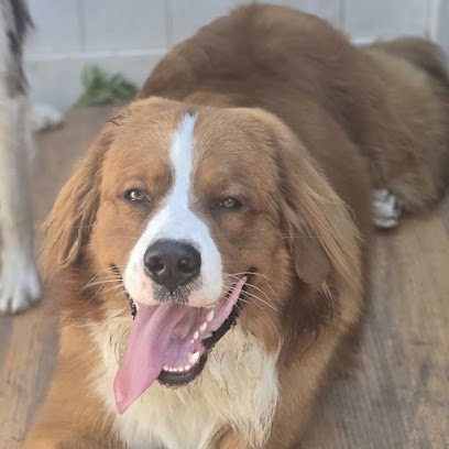 Dog day care in Medford New York Lulu Naturally Dog Boarding Training Drop Off Day School 1