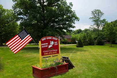 Dog day care in Medina Ohio Dog Gone Crazy Inc 1