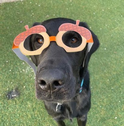 Dog day care in Medina Ohio Medina Creative Pet Play 1