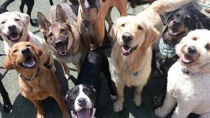 Dog day care in Medina Ohio Wag On Inn 1