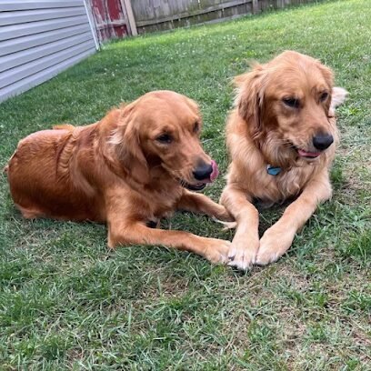 Dog day care in Melrose Park Illinois Fido s Playground 1