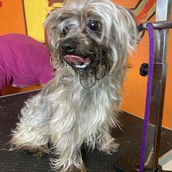 Dog day care in Memphis Tennessee Glamour Grooming Boarding 1