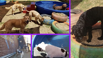 Dog day care in Memphis Tennessee Mutt Island Dog Daycare Grooming Extended Stay Training 1