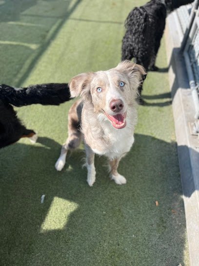 Dog day care in Meridian Idaho Intermountain Pet Lodge 1
