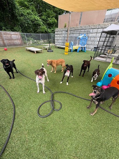 Dog day care in Merrimack New Hampshire Superdogs Daycare 1