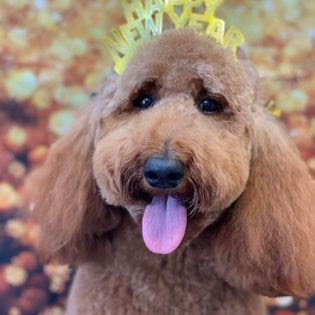 Dog day care in Metairie Louisiana Paw Dat Pet Grooming Daycare Boarding 1