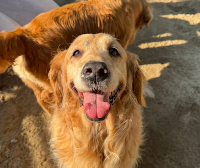 Dog day care in Methuen Massachusetts Hidden Gem Pet Resort 1