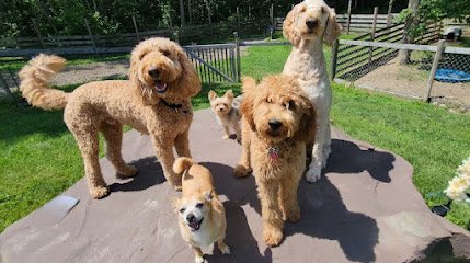 Dog day care in Mexico New York The Ranch 1