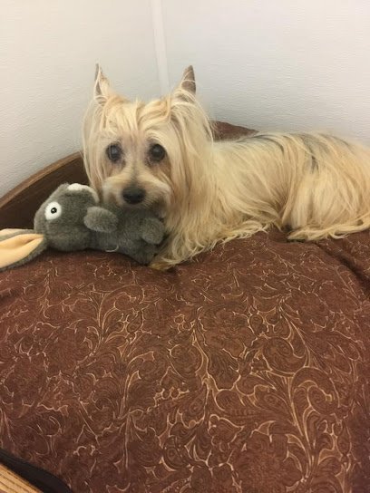 Dog day care in Middleborough Massachusetts Little Paws Bed And Bath Inc  1