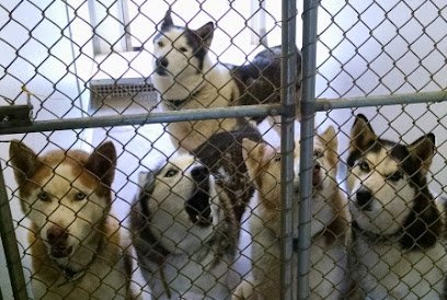 Dog day care in Middlebury Indiana Dogtown Resort 1