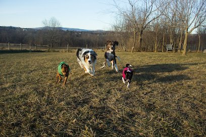 Dog day care in Middletown Maryland Mindful Paws Dog Daycare 1