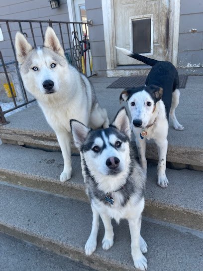 Dog day care in Middletown New York All Paws Stop Here 1