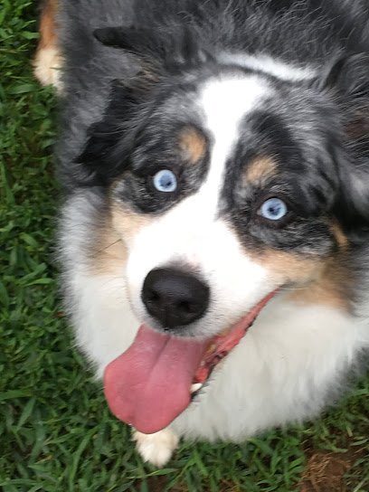 Dog day care in Middletown Township New Jersey Bow Wow Bed Bath 1