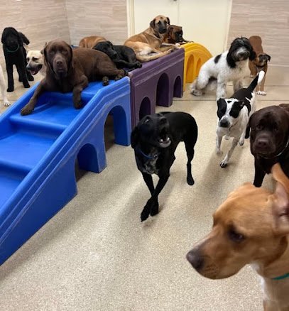 Dog day care in Middletown Township New Jersey K9 Resorts Luxury Pet Hotel Middletown 1