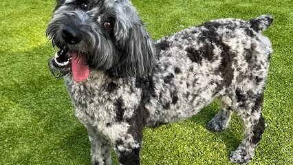 Dog day care in Midland North Carolina Natural Breed Kennels 1