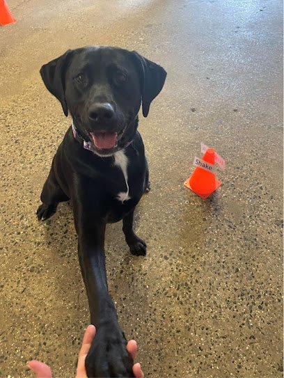 Dog day care in Midland Park New Jersey Camp Bow Wow Midland Park 1