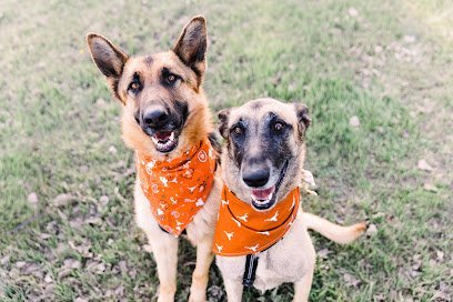 Dog day care in Midland Texas The Good Shepherd Dog Boarding and Daycare 1