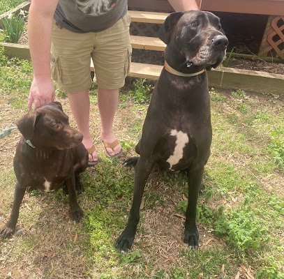 Dog day care in Milan Tennessee Milan Mutt Hutt 1