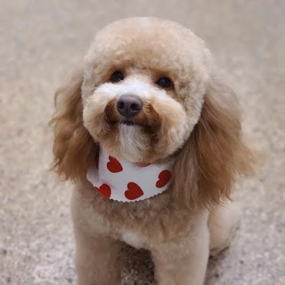 Dog day care in Milford Michigan Club Pet 1