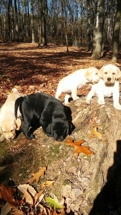 Dog day care in Milford New Jersey Holland Hills Kennel 1