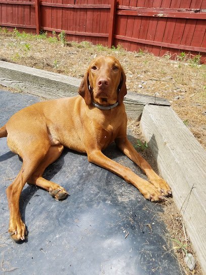 Dog day care in Millbury Massachusetts Bark N Bubbles 1