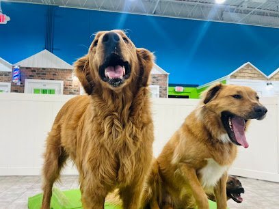 Dog day care in Millersville Maryland Hounds Town Millersville 1