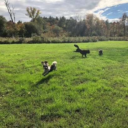 Dog day care in Millis Massachusetts The Delighted Dog 1