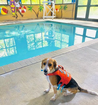 Dog day care in Millstone Township New Jersey Greenleaf Pet Resort Millstone 1